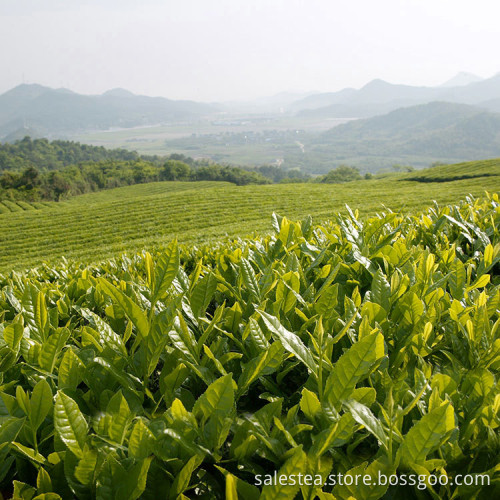 Organic Premium Genmaicha OEM  Brown Rice Tea